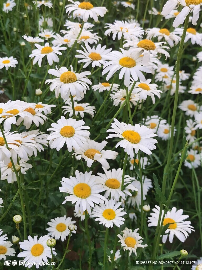 小雏菊