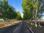 绿树下的道路