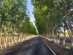 绿树下的道路