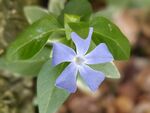 野花 紫色花