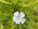 小花 五瓣花 小野花