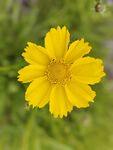 小黄花 公园