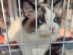 猫咪 栅栏 小猫