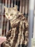 猫咪 豹纹猫
