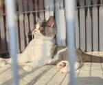 猫咪 小猫