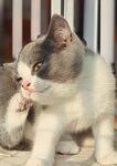 小猫图片