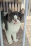 小猫图片