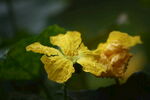 黄花