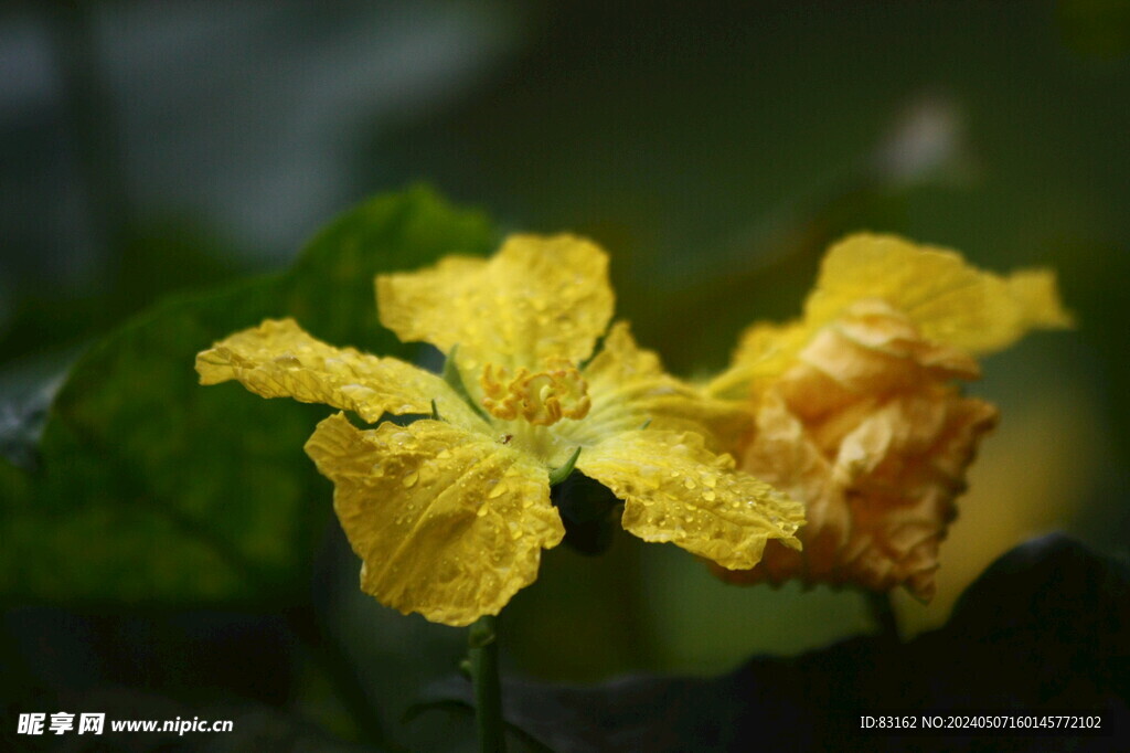 黄花