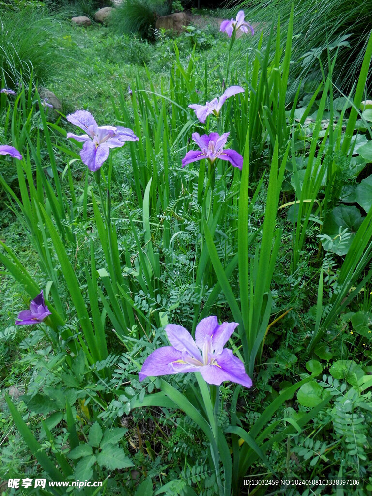 鸢尾花