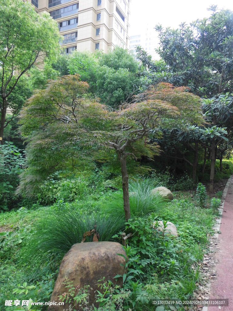 枫叶树