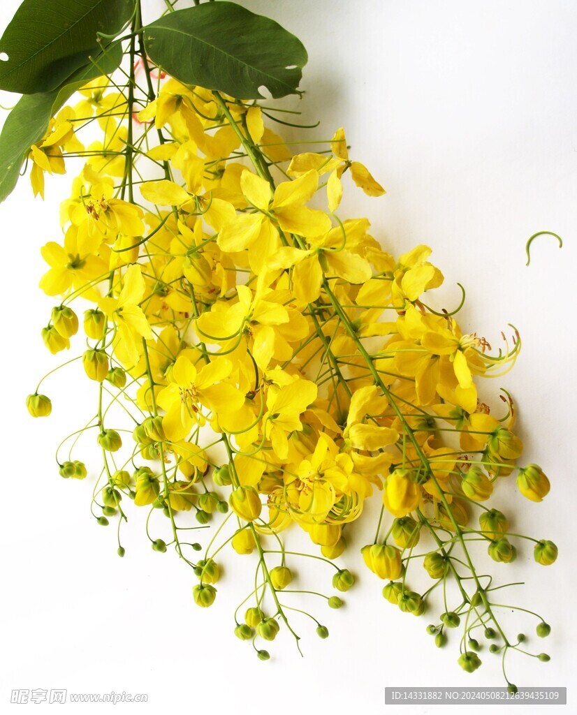 迎春花 春天花卉