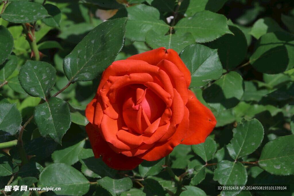 月季花 