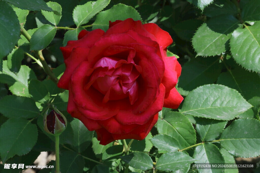 月季花 