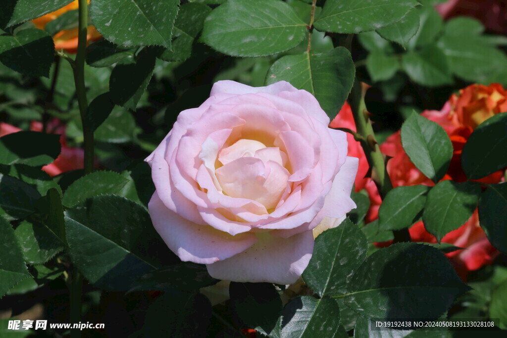 月季花 
