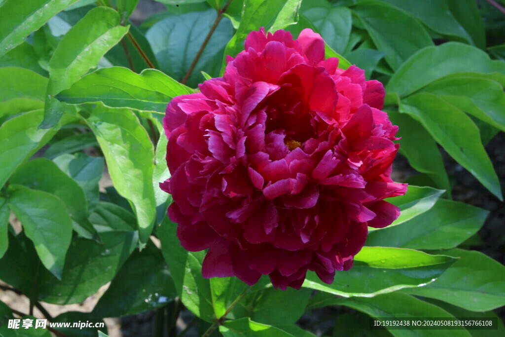 芍药花 