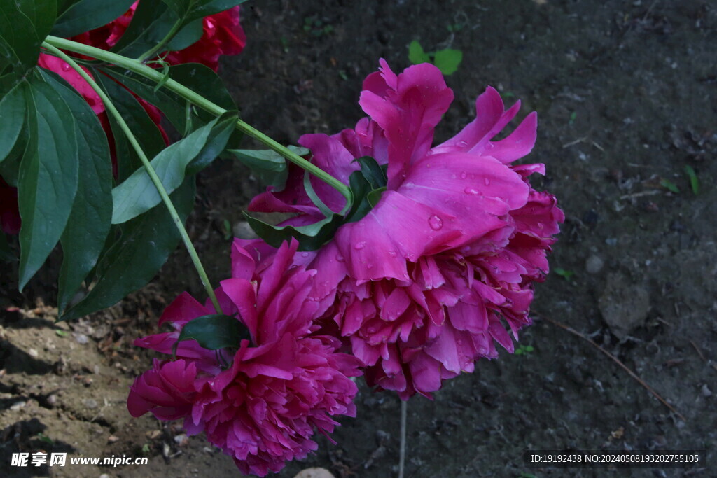 芍药花 