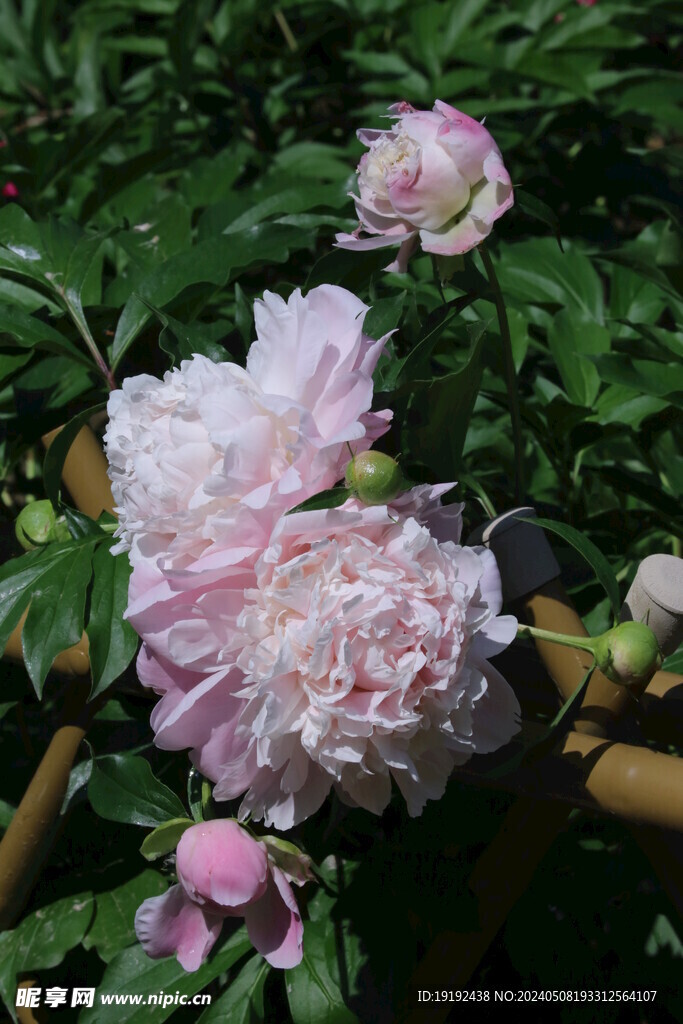 芍药花