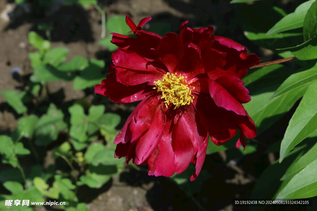 芍药花 