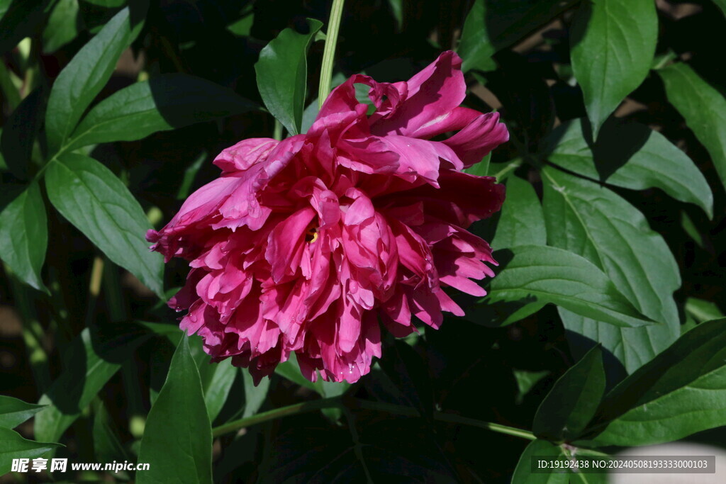 芍药花  