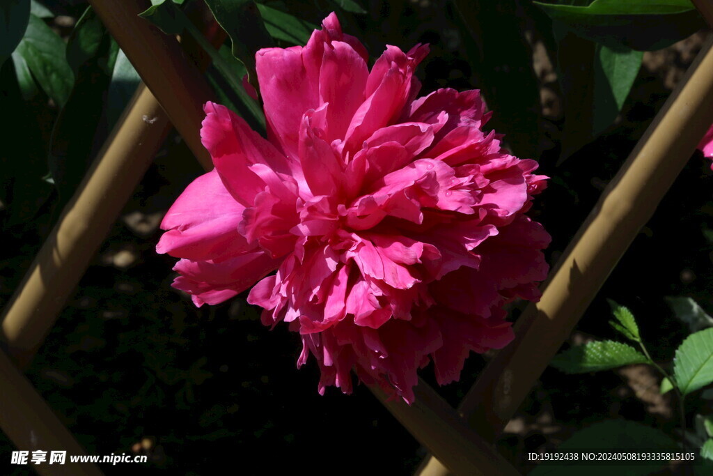 芍药花  
