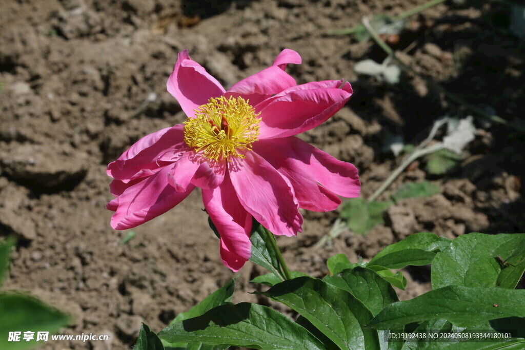 芍药花 