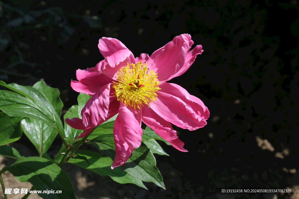 芍药花