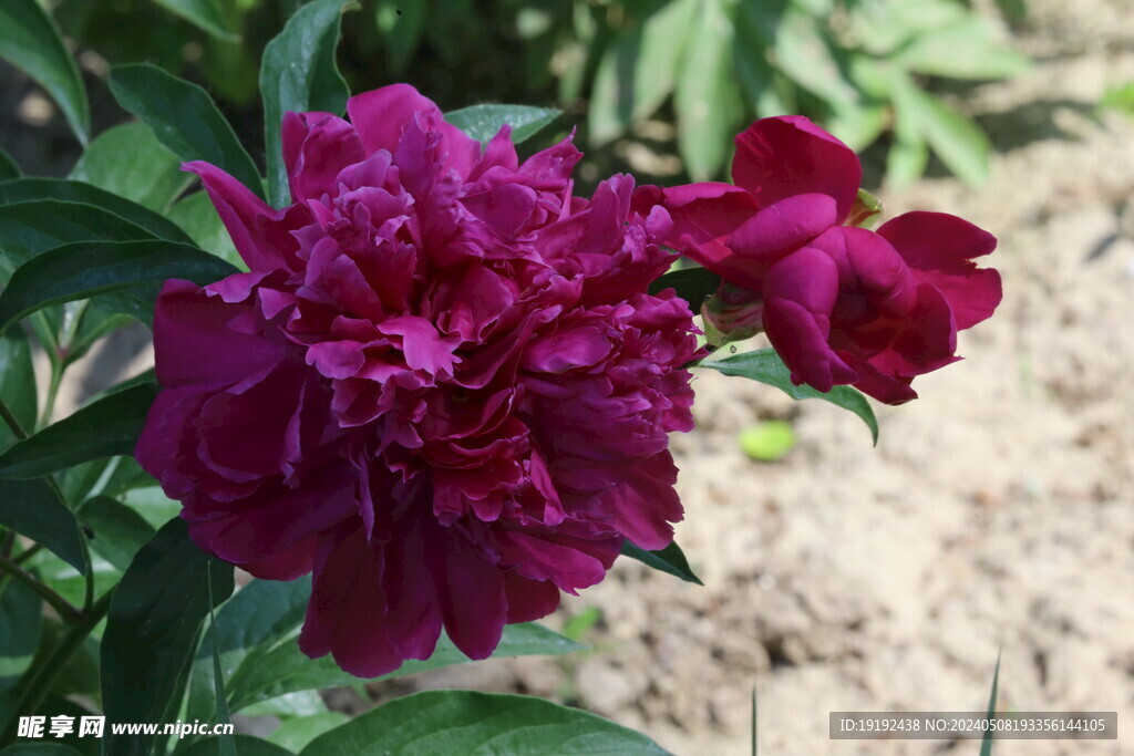 芍药花