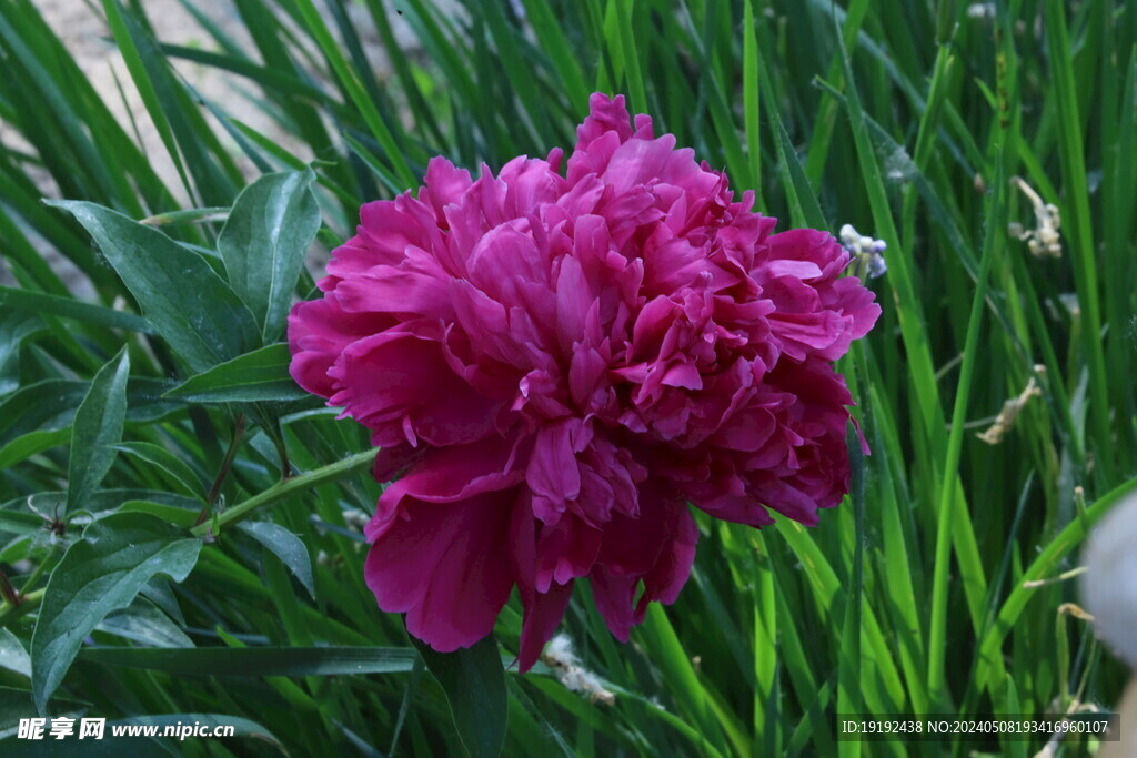 芍药花  