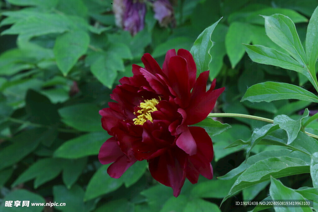 芍药花 