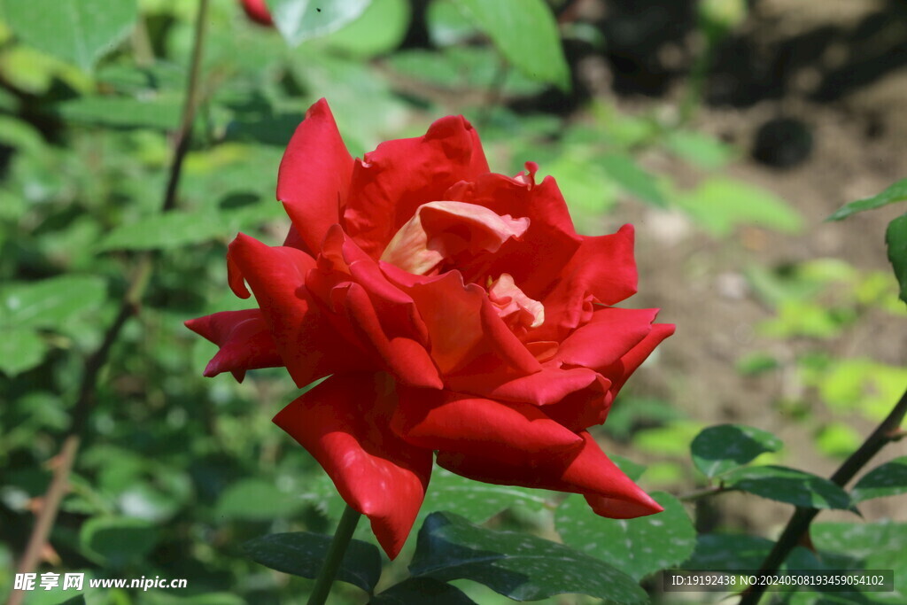 月季花 