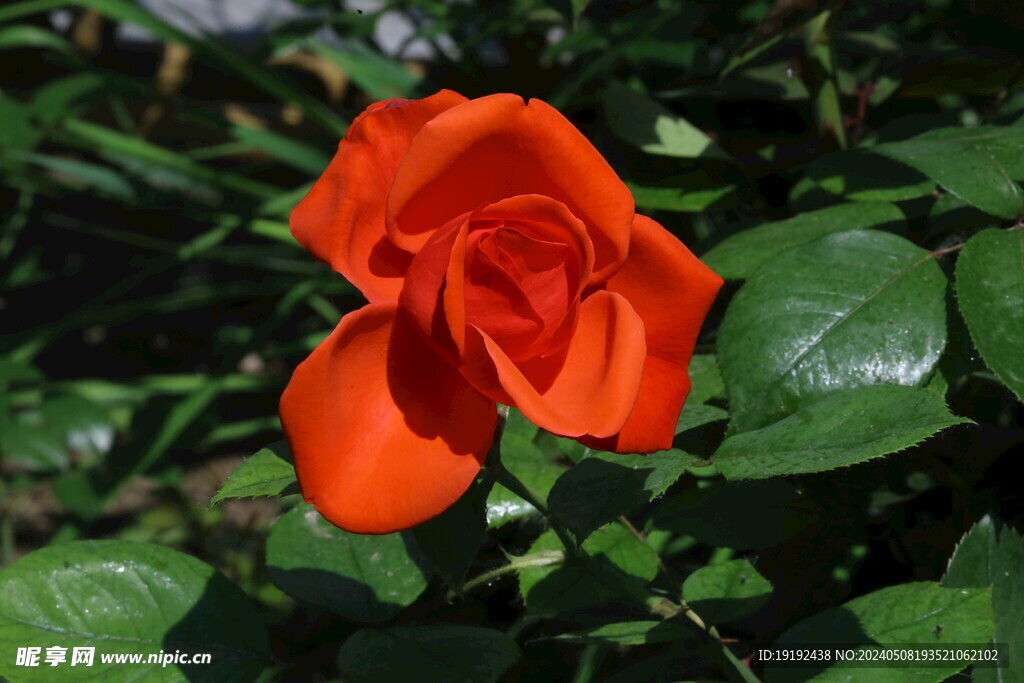 月季花 