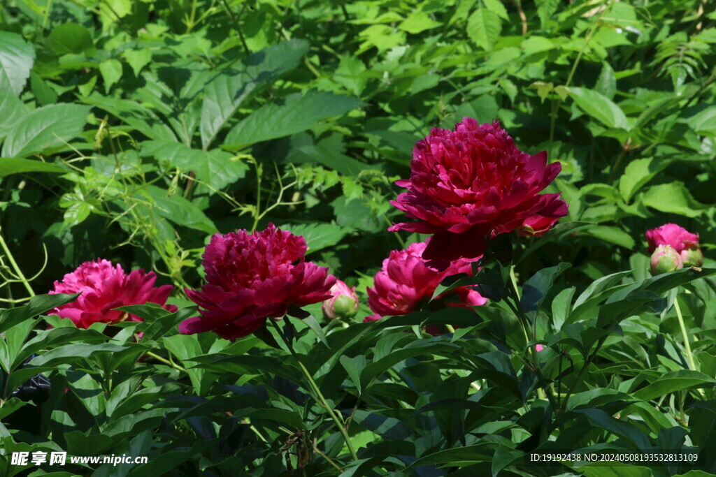 芍药花  