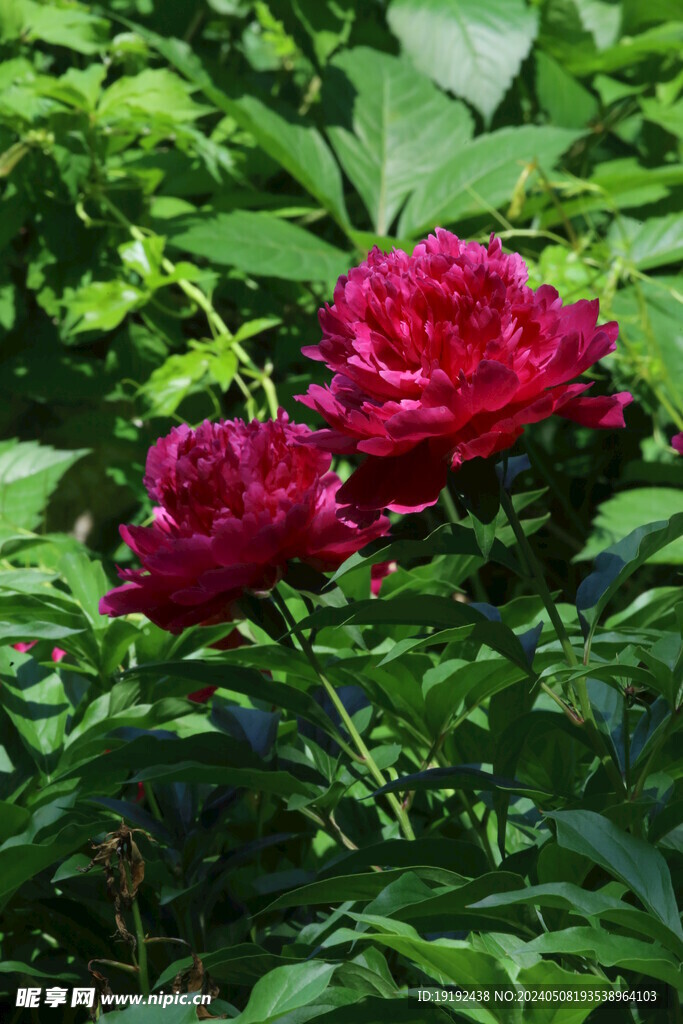 芍药花  