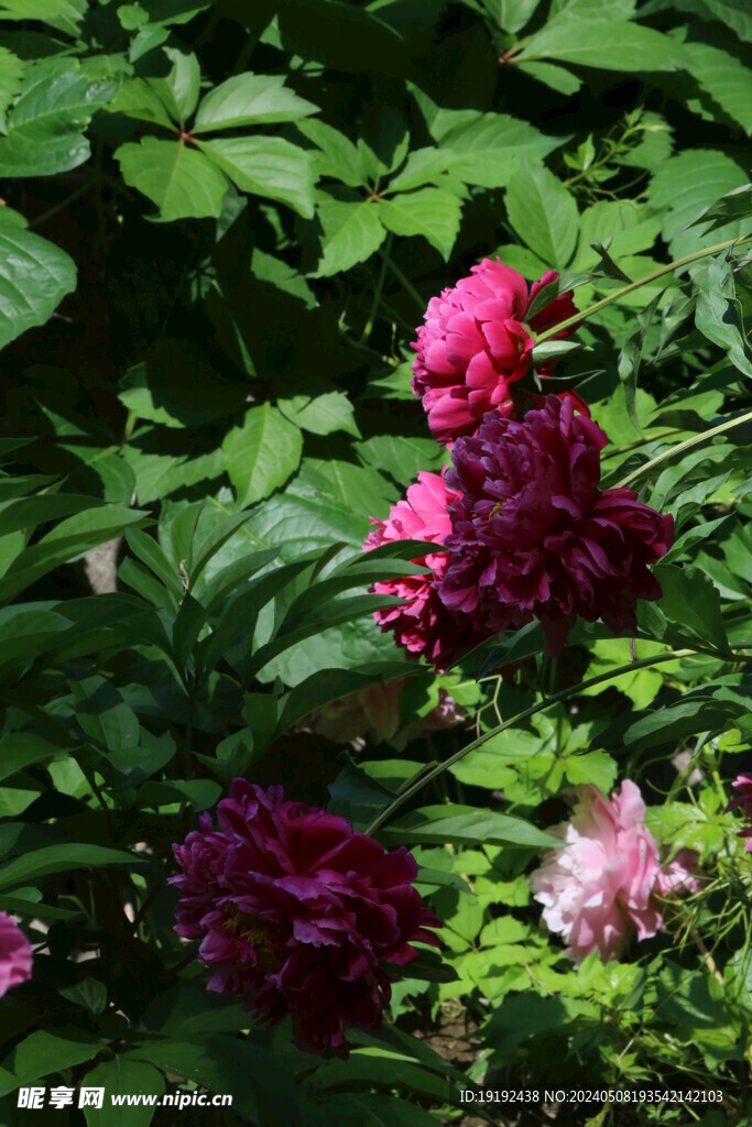 芍药花 