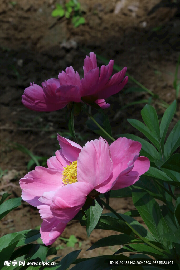 芍药花 