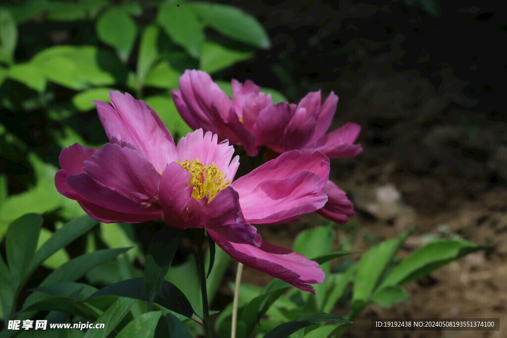 芍药花 