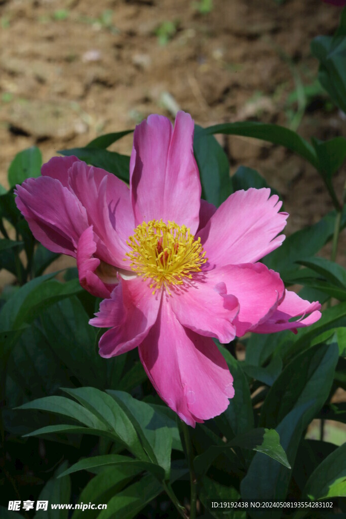 芍药花 