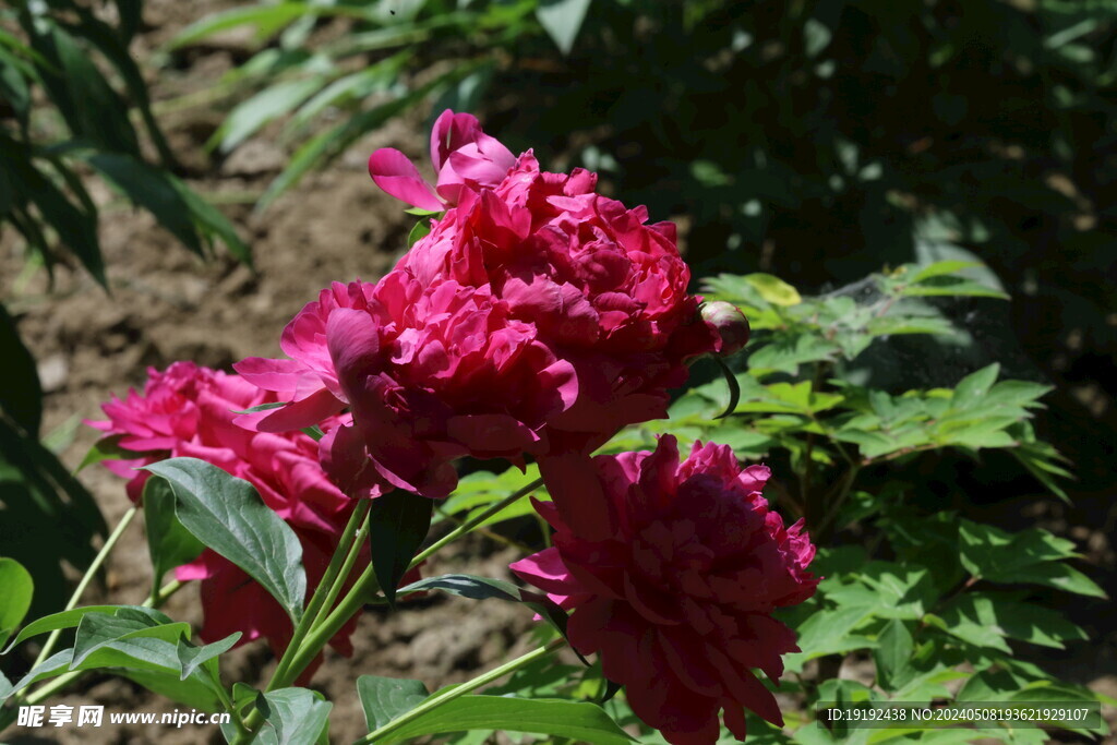 芍药花  