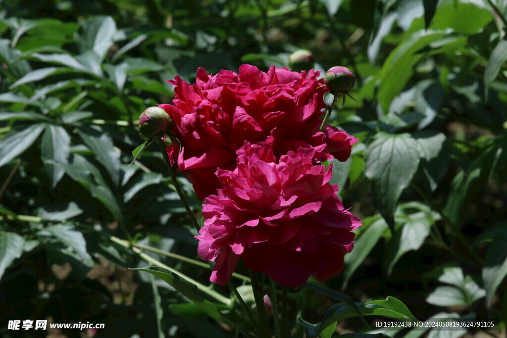芍药花  