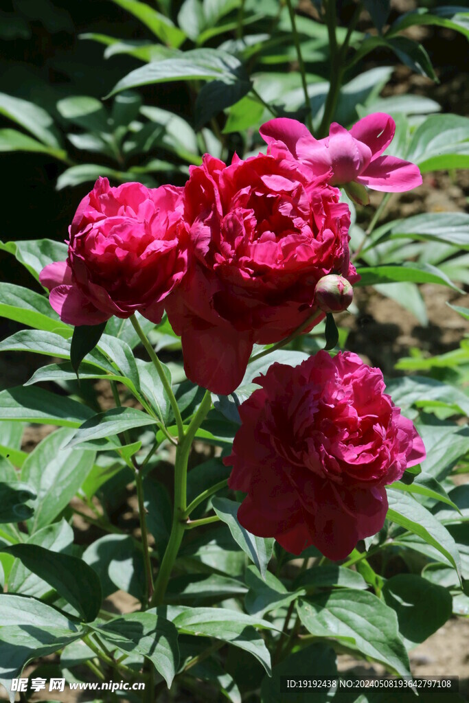 芍药花  