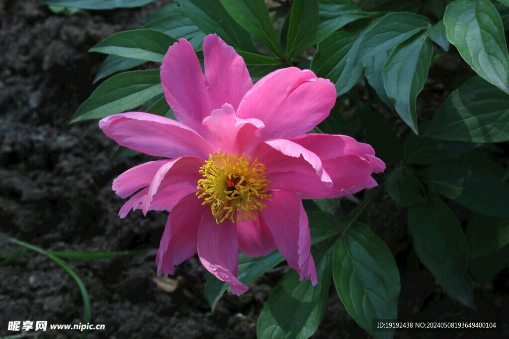 芍药花 