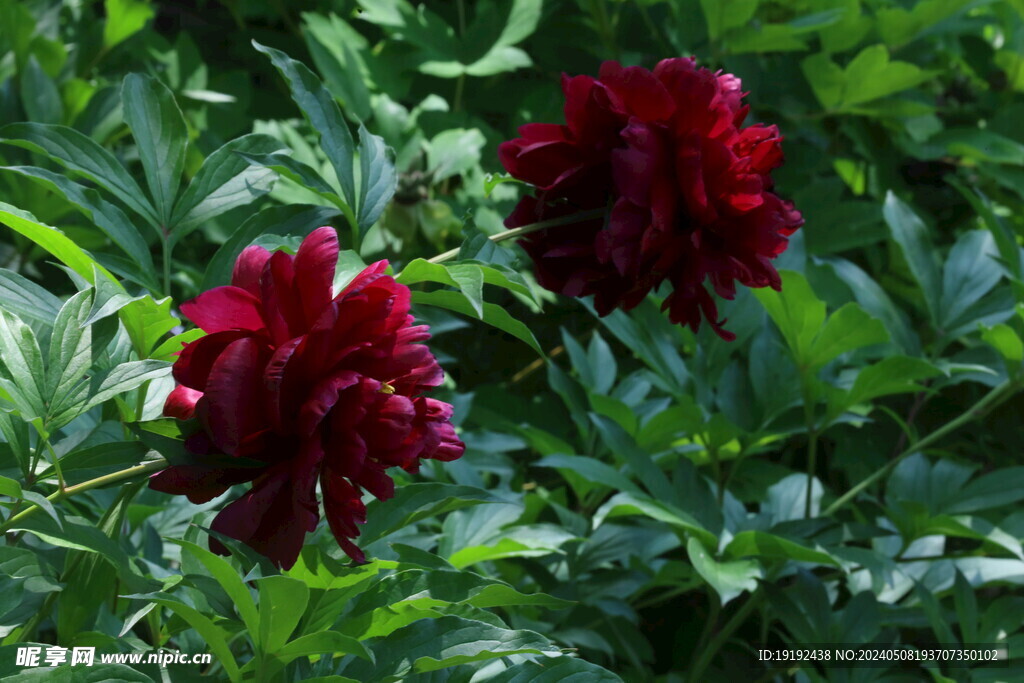 芍药花 