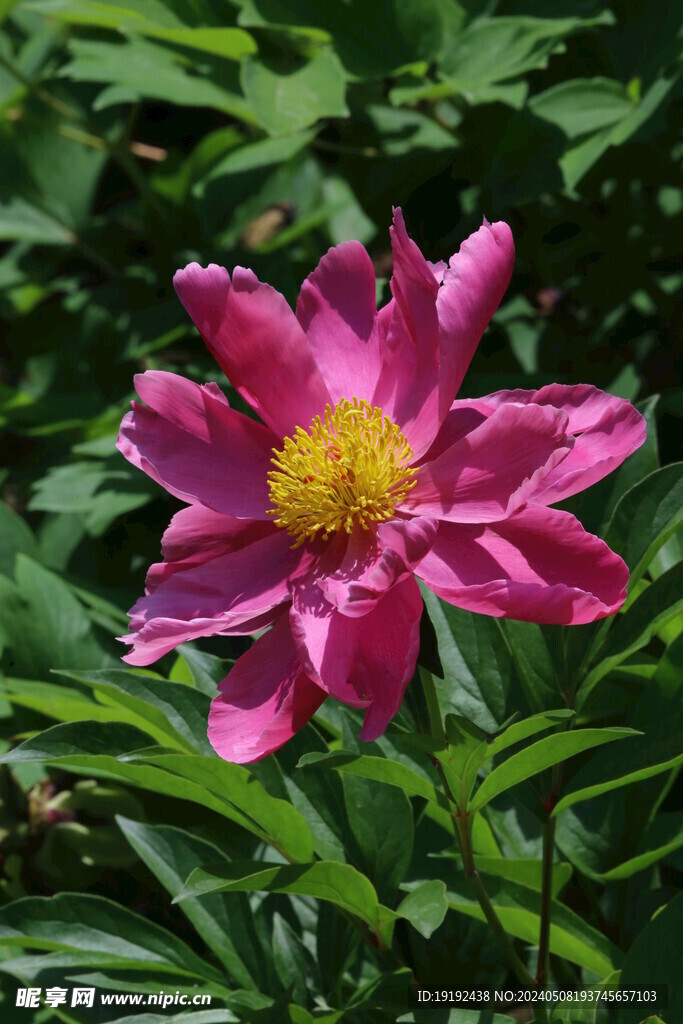 芍药花  