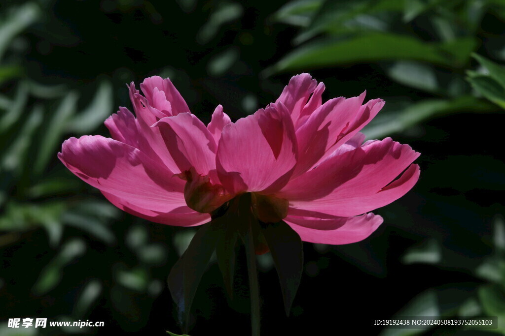 芍药花 