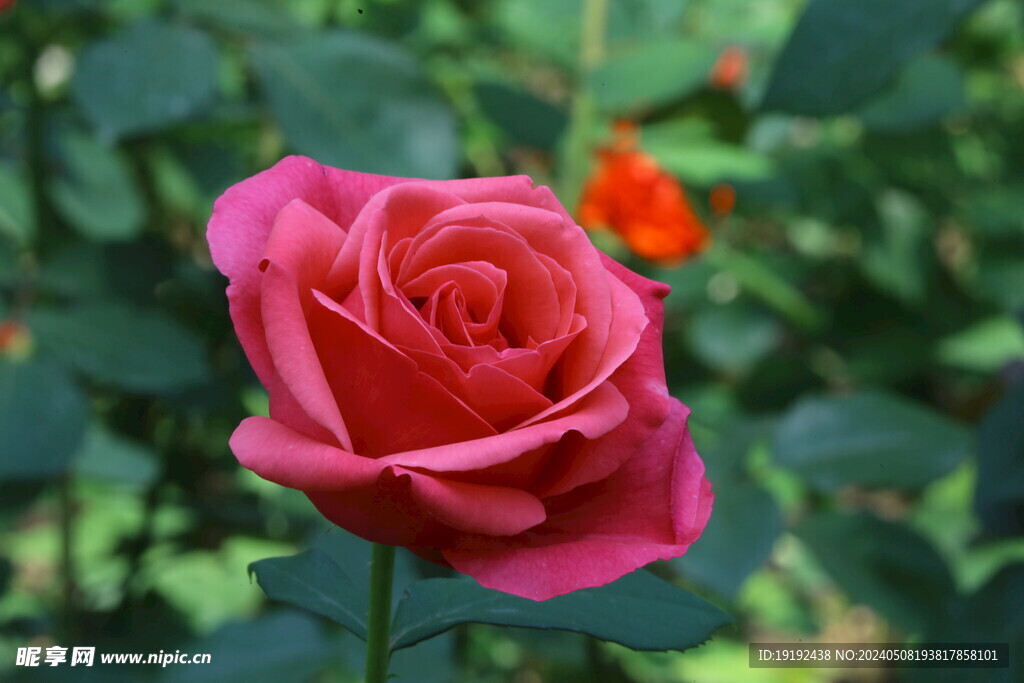 月季花  