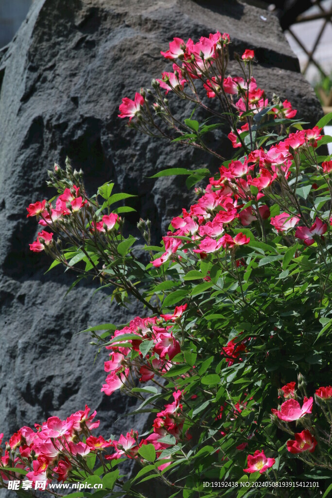 月季花  