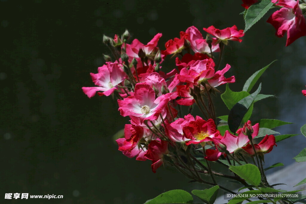 月季花 