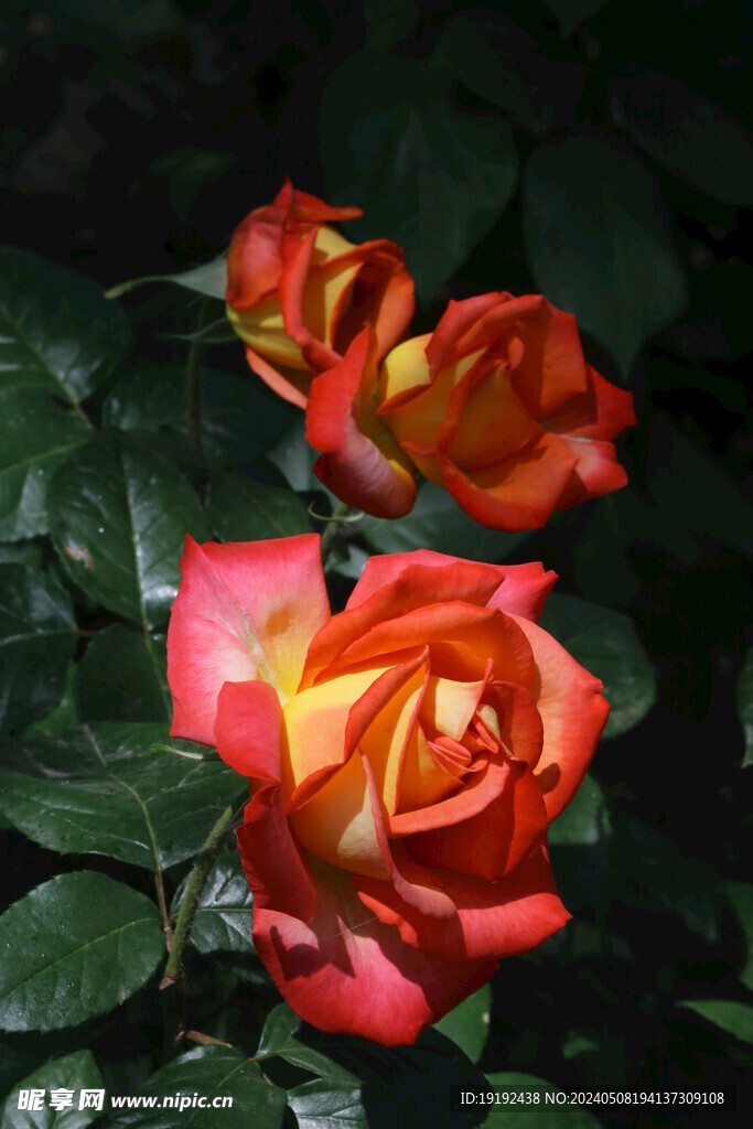 月季花  