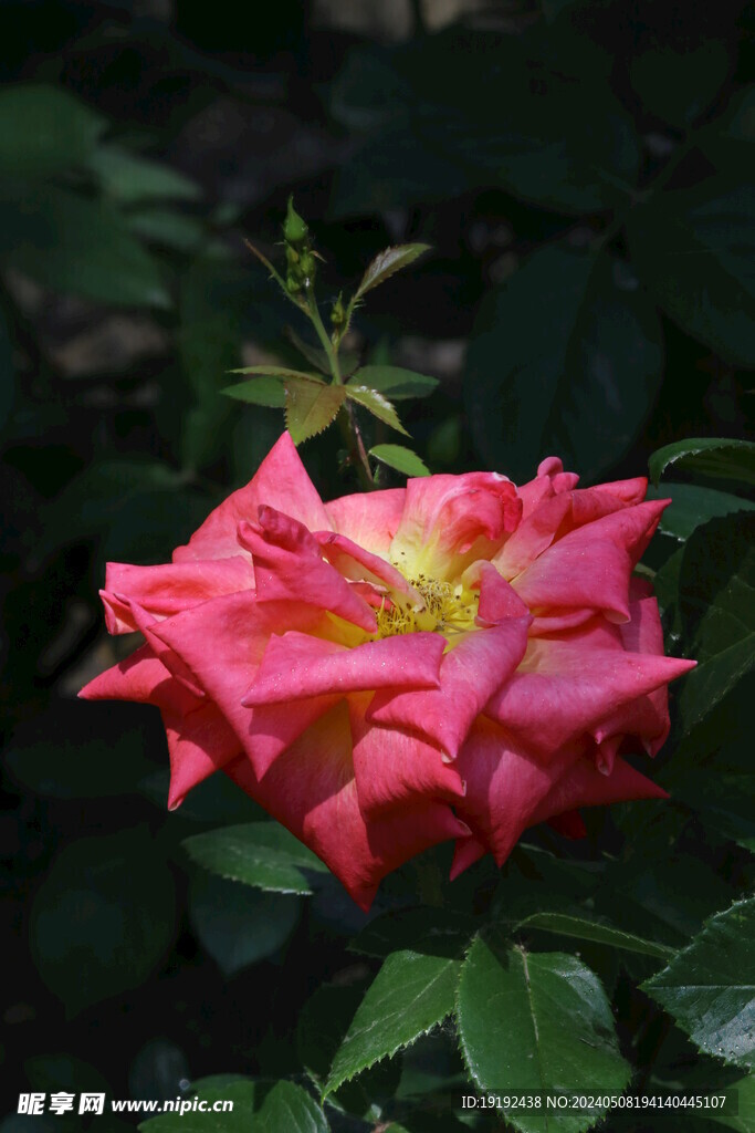 月季花 